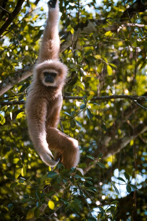 Monkeys Hanging On Trees