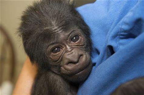 Baby Gorilla Born At The Columbus Zoo