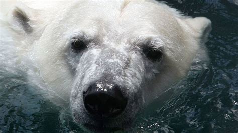 Polar Bear Dies During Mating At Detroit Zoo Fox23 News