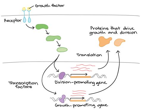 Nnhsbiology Khan Academy Gene Regulation Overview