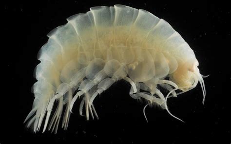 Sea Creatures In Mariana Trench The Deepest Place On Earth Have