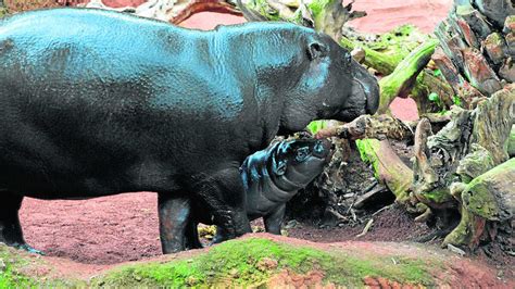 Nace En Fuengirola Una Cría De Hipopótamo Pigmeo