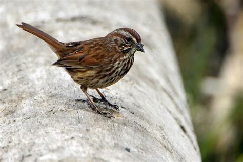 Close Up Photo Of Brown Sparrow Bird · Free Stock Photo