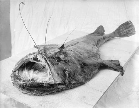 Extremely Rare Pacific Footballfish With Light Bulb On Head Washed Up