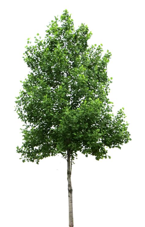 Download Tree Png Image For Free