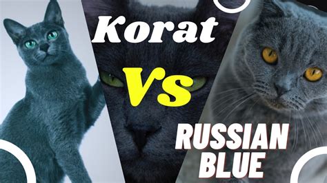 Korat Vs Russian Blue 😻 Cat Breed Comparison Youtube