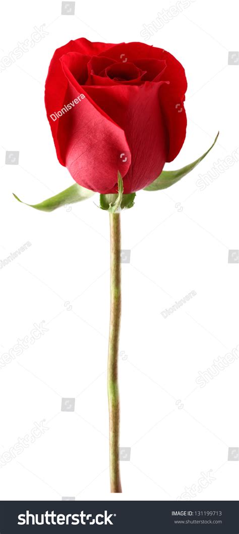 Red Rose Closeup Stock Photo 131199713 Shutterstock