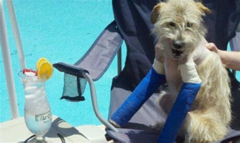 Mason The Alabama Tornado Dog Making Miracle Recovery Daily Mail Online
