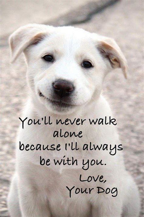Youll Never Walk Alone Dog Quotes I Love Dogs Dogs