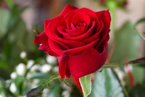 صور عن الورد اروع صور الورود و اجملها مساء الخير