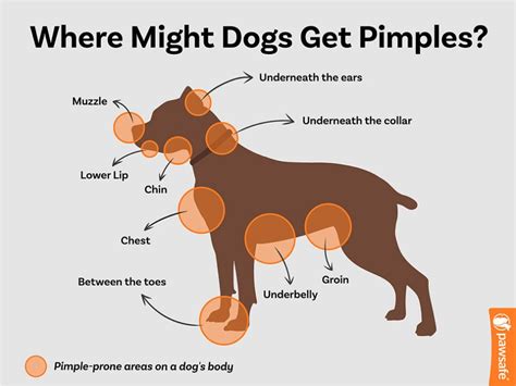Can Dogs Get Pimples What You Need To Know If Yours Has Acne Pawsafe