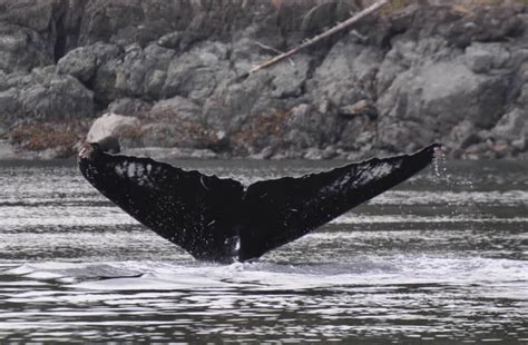 An Increase In Humpback Whales In Georgia Strait