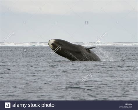Bowhead Whale High Resolution Stock Photography And Images Alamy