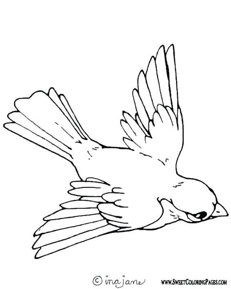 Robin Flying Bird Coloring Pages Bird Drawings Coloring Pages