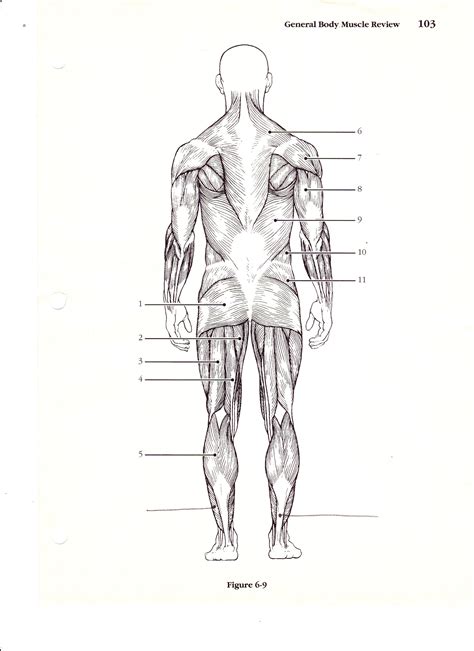 Anatomical Position Blank Human Body Diagram 27 Blank Human Body
