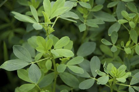 Weight Control Benefits Of Alfalfa Healthfully