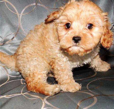 Finding my dog a new home. Fun Loving Cavoodle Puppies For Sale FOR SALE ADOPTION ...