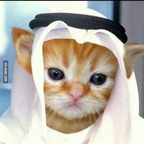 Arab Cat Gag