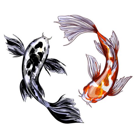 Koi Fish Sketch Illustrations Royalty Free Vector Graphics And Clip Art