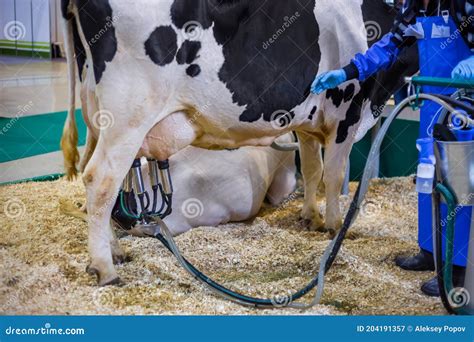 Automated Milking Suction Machine With Teat Cups During Work With Cow Udder Stock Image Image