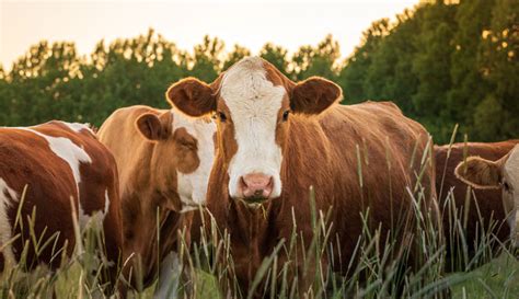 Why You Should Consider Keeping Homestead Cattle Hobby Farms