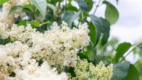 Learn About The Beautiful Japanese Tree Lilac Mulhalls