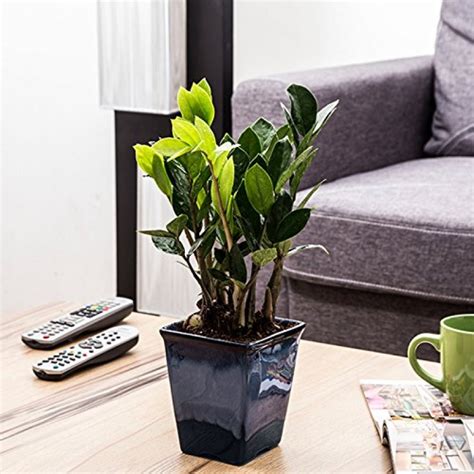 Check spelling or type a new query. Nice Zamifolia Indoor Plant Ocean Blue Pot | Online Plants ...