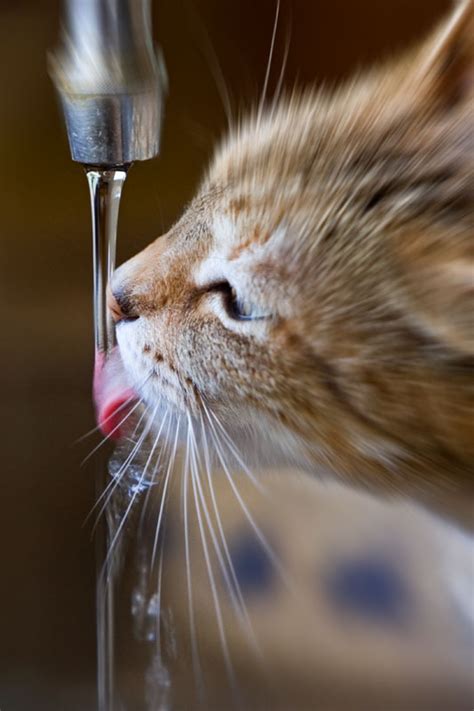Why A Drinking Fountain For Your Cat