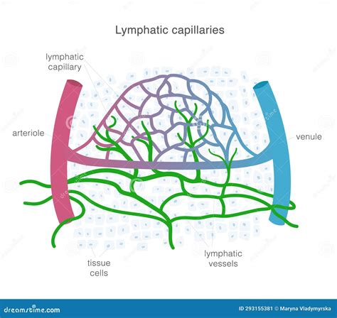 Lymphatic System Of Capillaries And Vessels In Complex With Blood