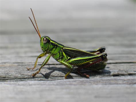File Grasshopper In Nova Scotia 