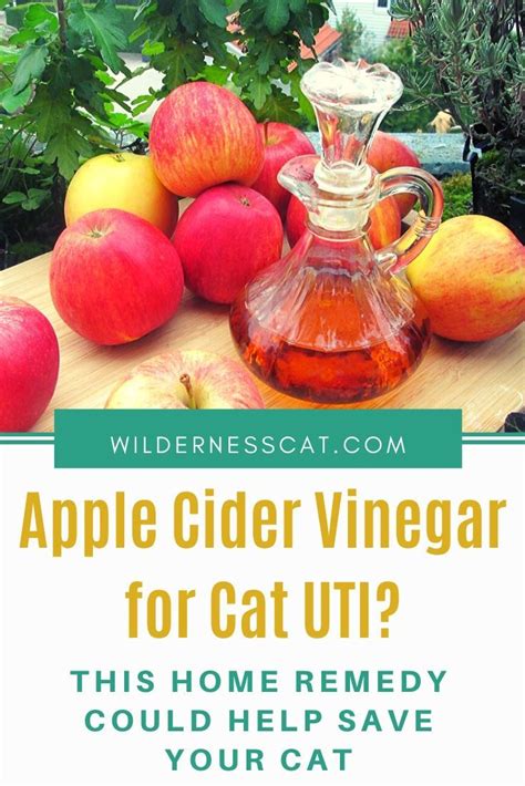 Apple Cider Vinegar For Cats Cat Uti Home Remedy Home Remedies Home