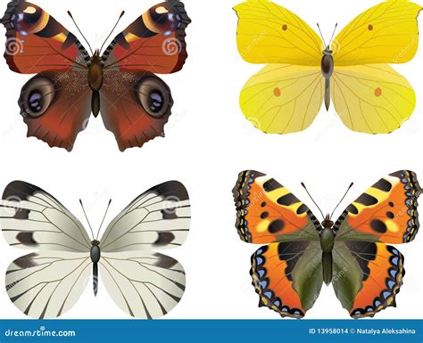 Realistic Butterfly Collection Cartoon Vector CartoonDealer Com 52103881