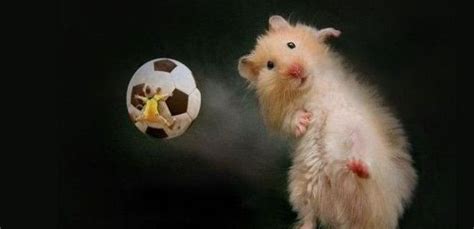 Hamster Playing Soccer With Stuart Funny Animal Pictures Funny