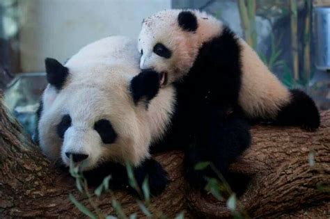 Panda Mom And Baby Zoo Atlanta Pandas Pinterest