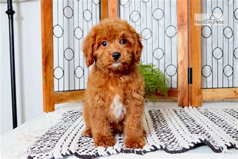 Cavapoos generally weigh 12 to 25 pounds, depending on whether parentage included a poodle or miniature poodle. Louie: Cavapoo puppy for sale near Ft Myers / SW Florida ...