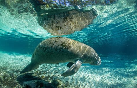 17 Things To Know When Swimming With Manatees Rockon Recreation Rentals