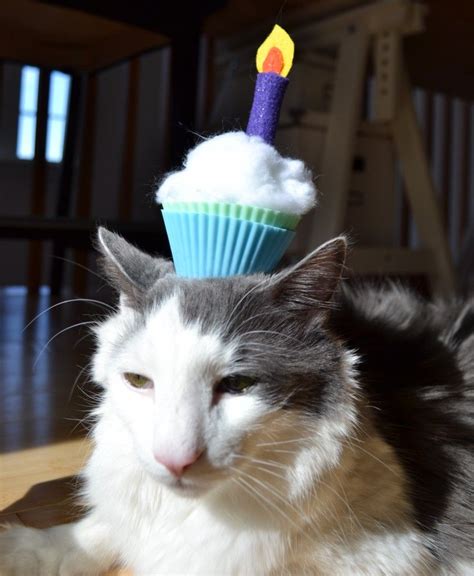 Birthday Cat Hat Cutest Of Cute Pinterest Birthday Cats Cat And
