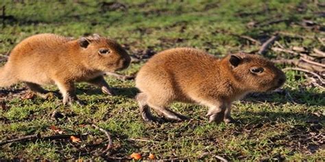 The Capybara Is A Semi Aquatic Animal Classified As The Largest Rodent