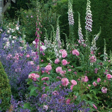 Gertrude Jekyll Rose In The Mixed Border Like This With