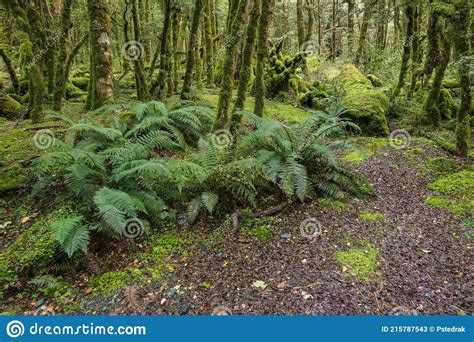 Tropical Rainforest With Ferns And Moss Covered Trees In Fiordland