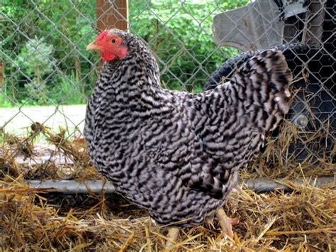 caring for your suburban chickens find out how much time it really takes backyard flocks