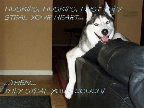 Huskies First They Steal Your Heart Then They Steal Your Couch