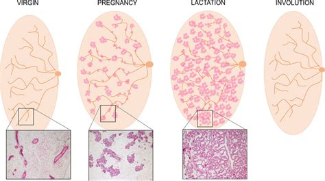 Mammary Gland During The Lactation Cycle Cartoon Representing The Download Scientific Diagram