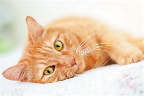Orange Striped Cats Image Search Results Dobby Cat Cat Health Care