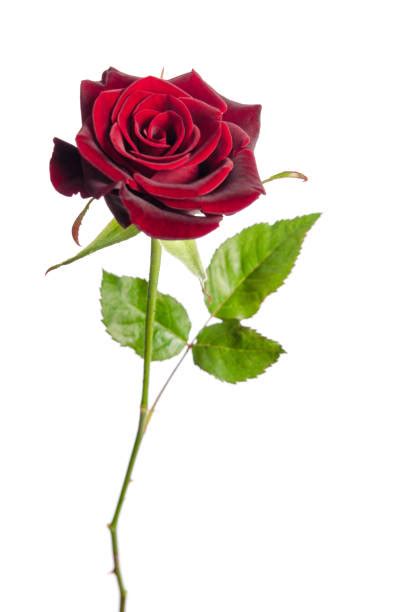 Long Stemmed Rose Stock Photos Pictures And Royalty Free Images Istock