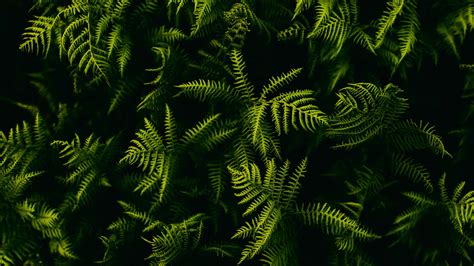 Fern Branches Plant Leaves 4k 5k Hd Wallpapers Hd Wallpapers Id 31784