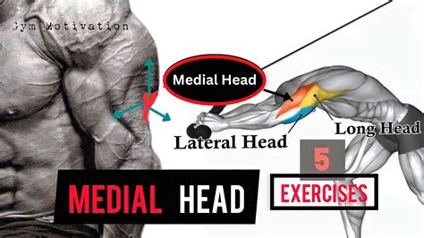 Best 5 Exercises Medial Head Triceps Workout Shredded Body Youtube