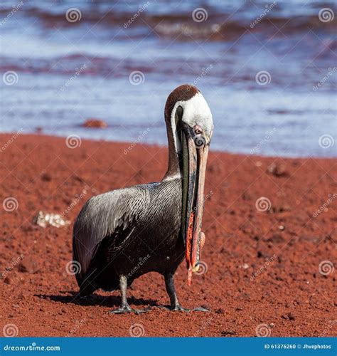 A Brown Pelican Eating Red Fish Stock Photo Image Of Beach Tropical
