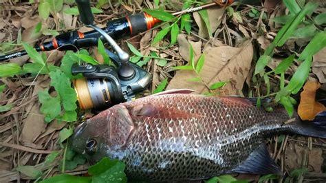 Mancing Ikan Mangrove Jack Atau Nawi Jangan Pake Joran Ultraligth