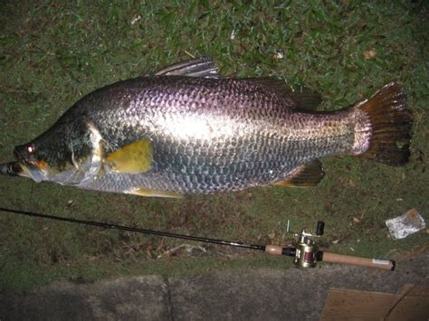 Mancing kakap putih di ds blacanan kab pekalongan umpan udang hidup kamera gopro hero 7 hay mas bro. Nurul Nadiah's Blog: Ikan Siakap